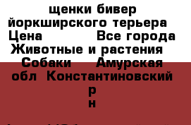 щенки бивер йоркширского терьера › Цена ­ 8 000 - Все города Животные и растения » Собаки   . Амурская обл.,Константиновский р-н